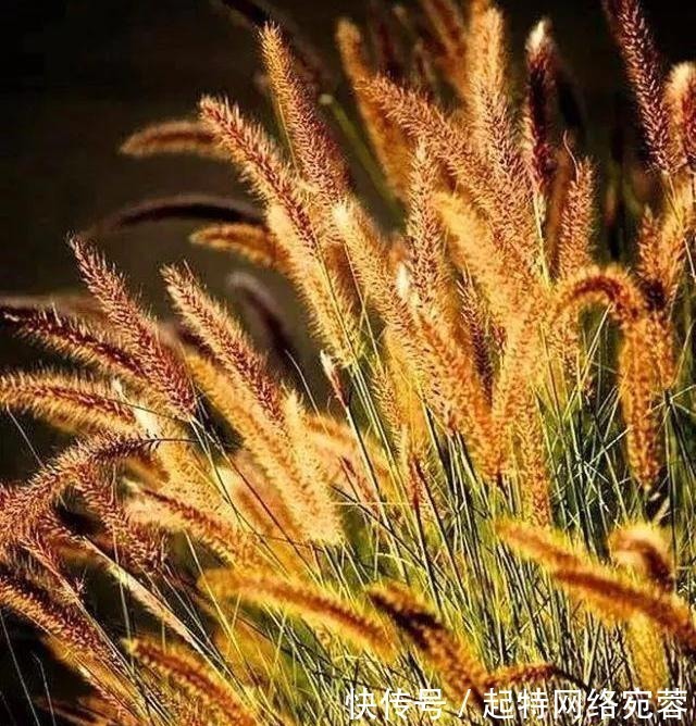 白居易$华人圈流传最广的十首唐诗,第一名情理之中意料之外