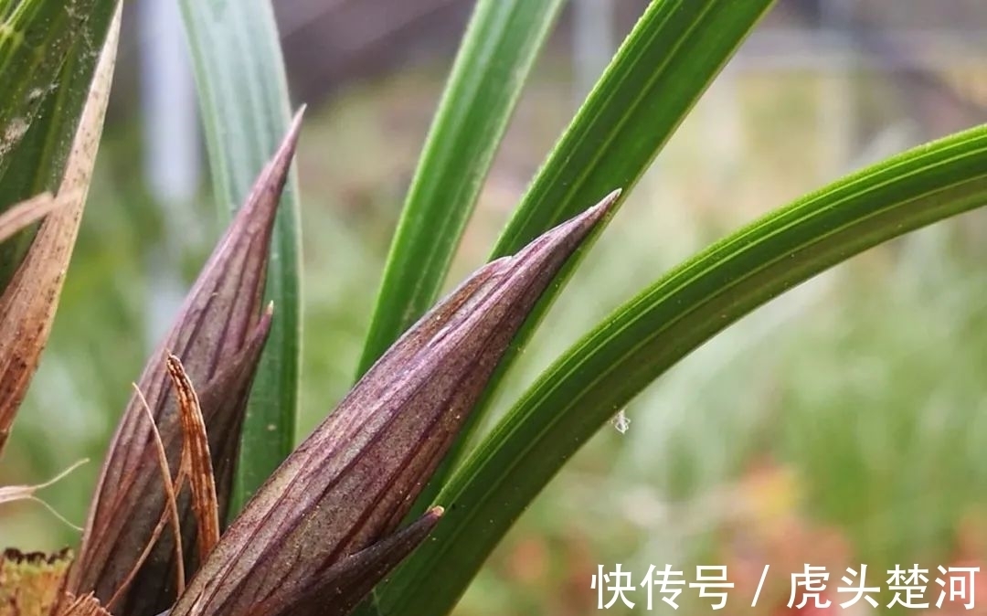 兰株|兰花什么时候分苗最佳？兰友：一年四季都可以，最佳时机只有两季