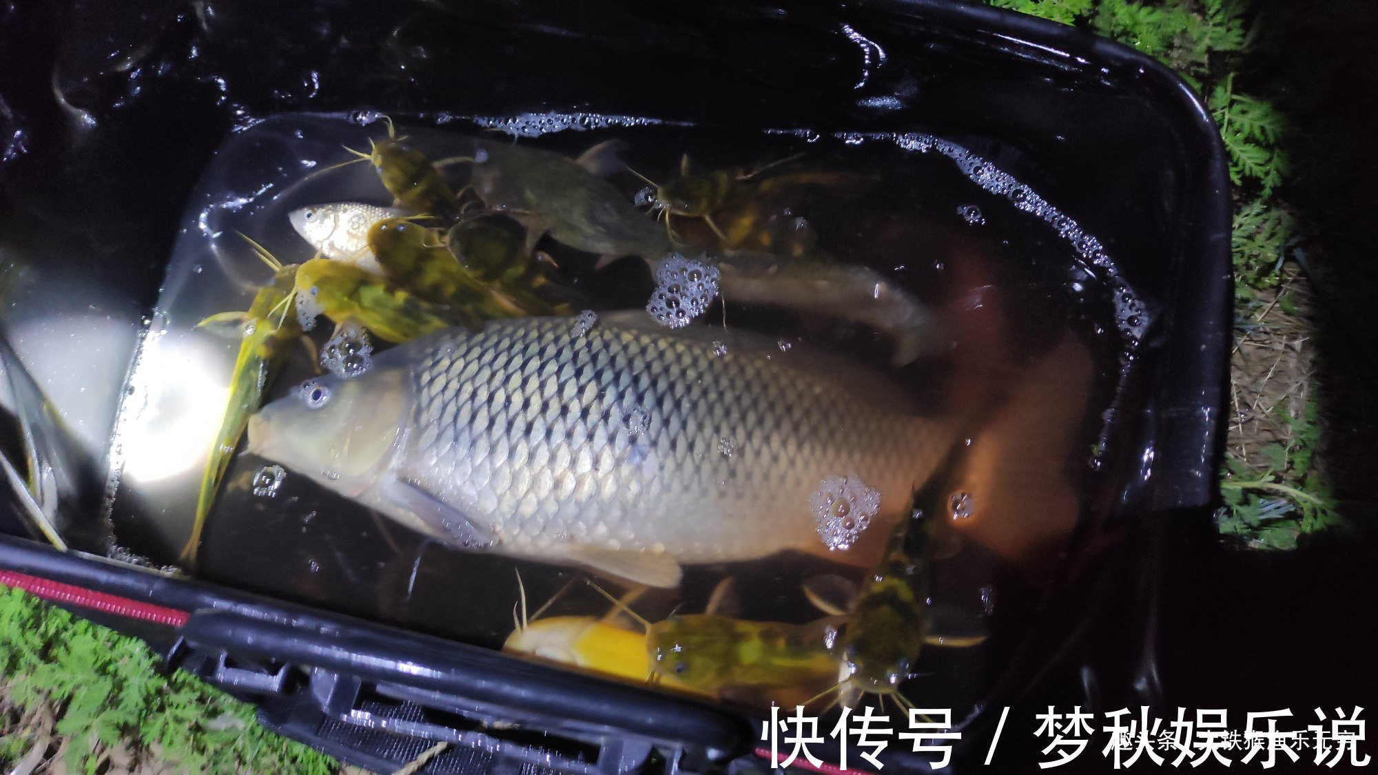 攻略|野钓大鲤鱼全攻略,学会此钓法后,大鲤鱼排队咬钩