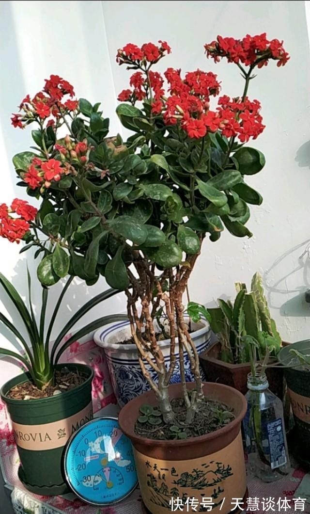 天气冷,六种花要“干养”,少水多晒才健壮,养成老桩更旺家