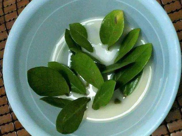 别买“镇宅树”，把叶片带回来，种花盆上，9天生根，成盆栽！