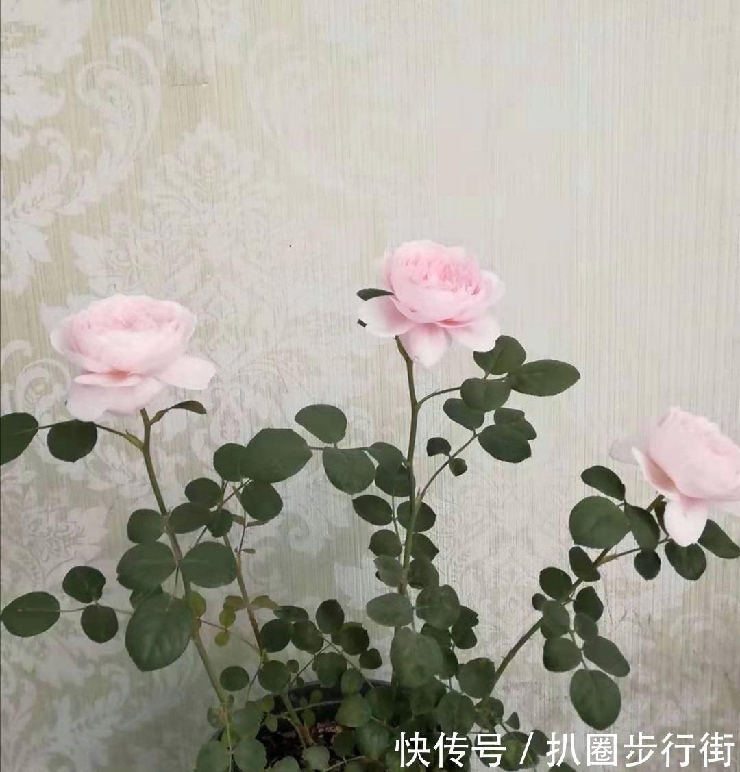 你的那些盆栽月季长得如何？