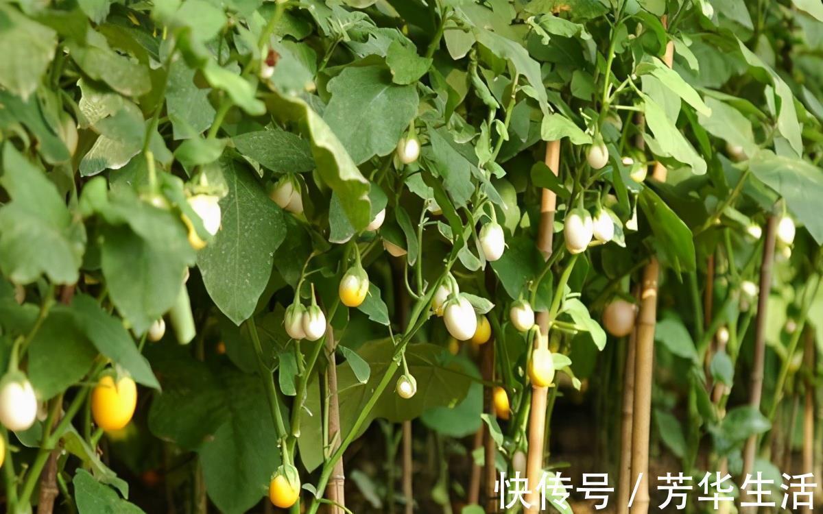 维生素c|冬天推荐3种果蔬,坚持吃一些,排毒护肝,刮油消脂,提高抵抗力