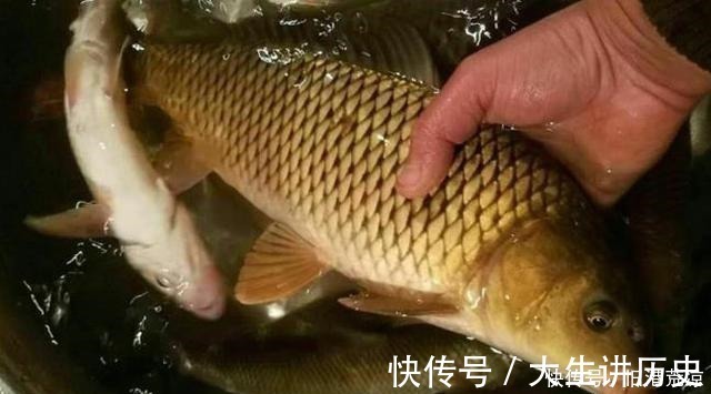 大物|水库钓鲤鱼的窝料一定要这样做,打窝一会儿就来鱼,全都是大物!