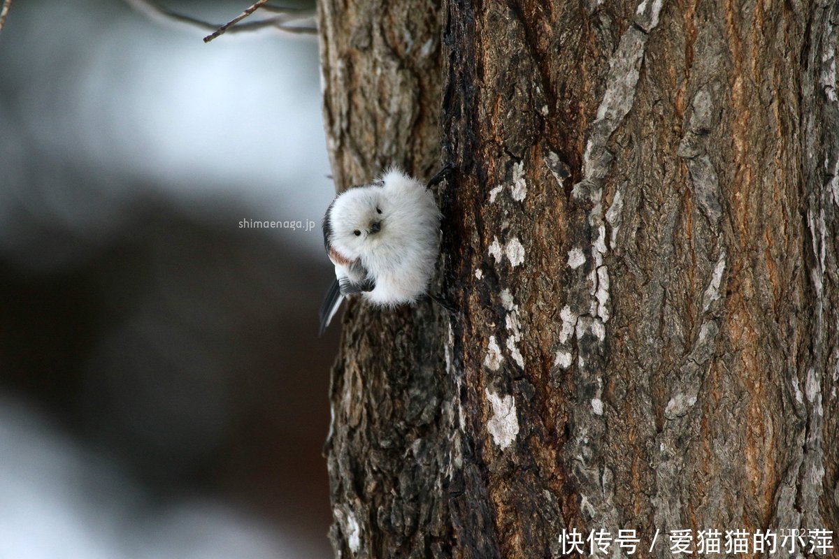 炎炎夏日，来看看雪中精灵长尾银喉山雀的美图解解暑吧_【快资讯】