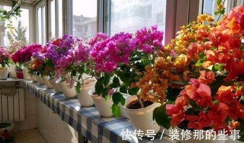枝条|夏天养三角梅，3个促花“诀窍”，花苞满枝，挤成花树