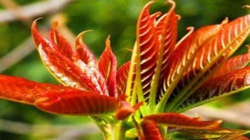 女性不想被喊黃臉婆，多吃此食物，對(duì)抗皮膚老化，減少皺紋！