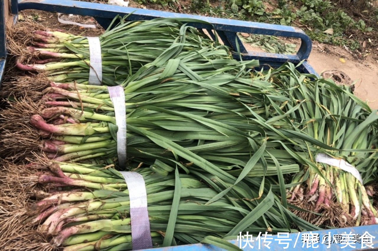 大雪过后,5种绿叶蔬菜别错过,营养高口感嫩,小炒裹饺子都好吃