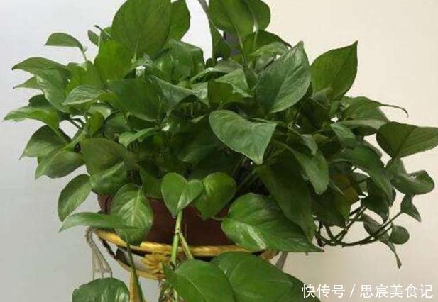 头疼不知道盆栽绿萝喜欢什么？日常注意2方面，枝叶轻松长爆盆
