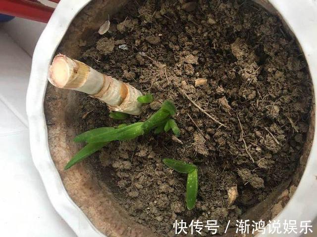 秋天|秋天来了,养芦荟做个“小手术”,从头再来!小苗“塞满”花盆