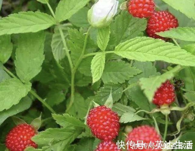 树莓|在农村,有1种山莓奇特,以往叫它“树莓”,果子价值高,请爱惜