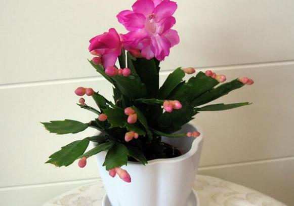 开花期|养殖蟹爪兰,做好4点,冬日开花叶子比花多