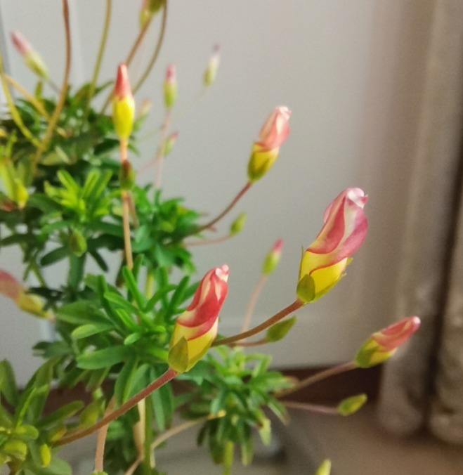 家养“6种花”，抓紧搬进屋，可保证后期生长顺利，芳香四溢