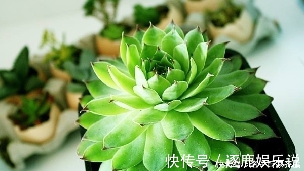 光照|新手不要盲目养多肉,一定要从5点入手,不然最后只剩下空盆