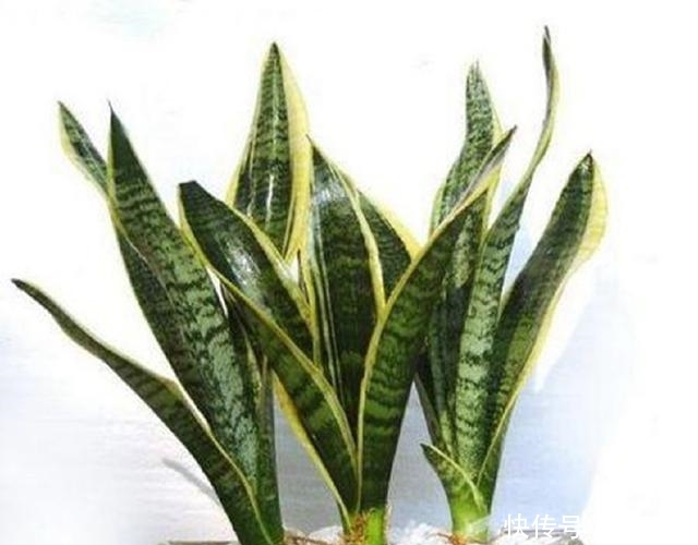 适合家养的这几种绿色植物，既美观又可净化空气，建议收藏哦