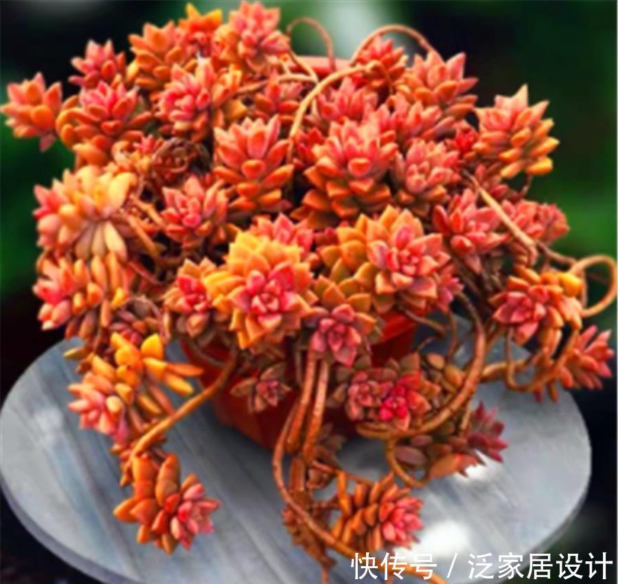 多肉|5种最漂亮的多肉老桩,色彩绚丽造型美,第5种号称“老桩之王”