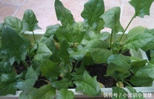 春季阳台盆栽“3种蔬菜”，易成活，绿色又美味，吃完一茬又一茬！