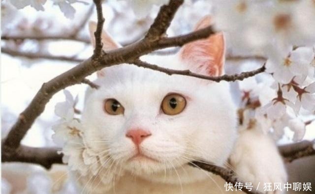 李时珍|人为什么不吃猫肉?李时珍在《本草纲目》中,早已告诉了我们原因