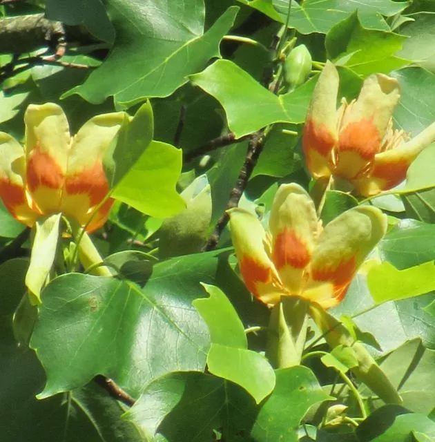 此种长得特瘦的树叶片能不断变色，花朵长得像透明的郁金香