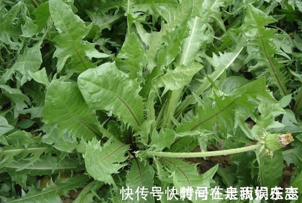 肾炎水肿|消化不良,多吃3种路边野草,清热解毒,凉血利尿,风味俱佳