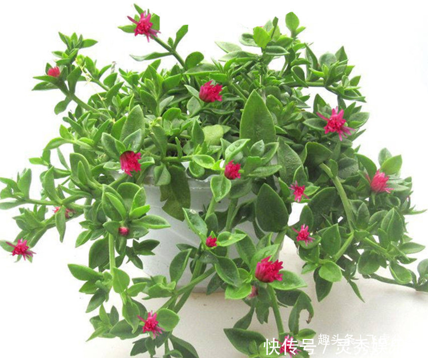 种花|四种花是有名的开花机器,花期长,沾土就活,常年赏花又观叶