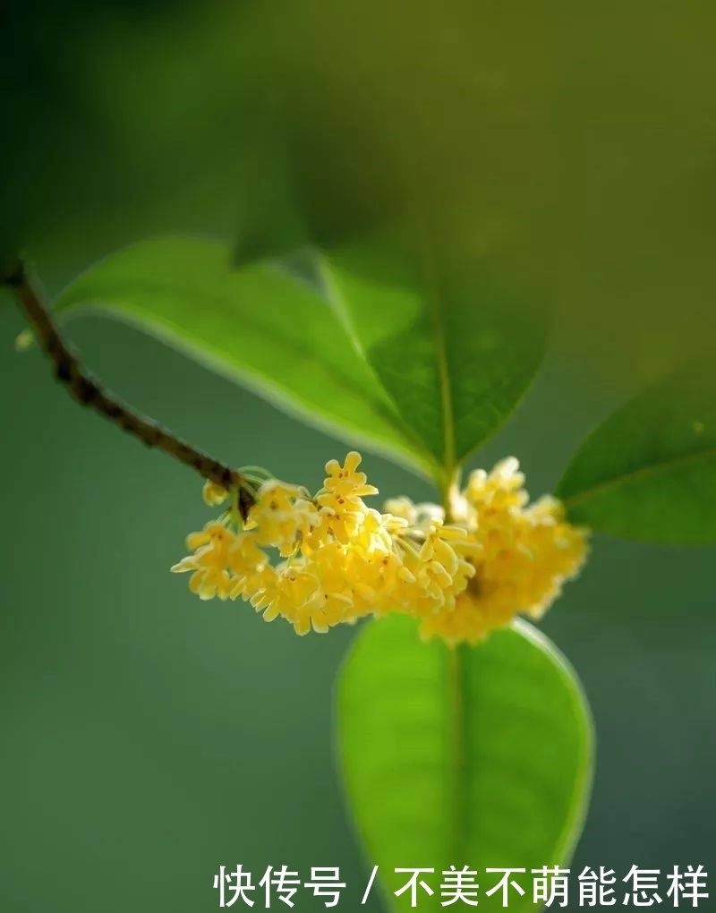 秋天|秋天,是桂花味的.....