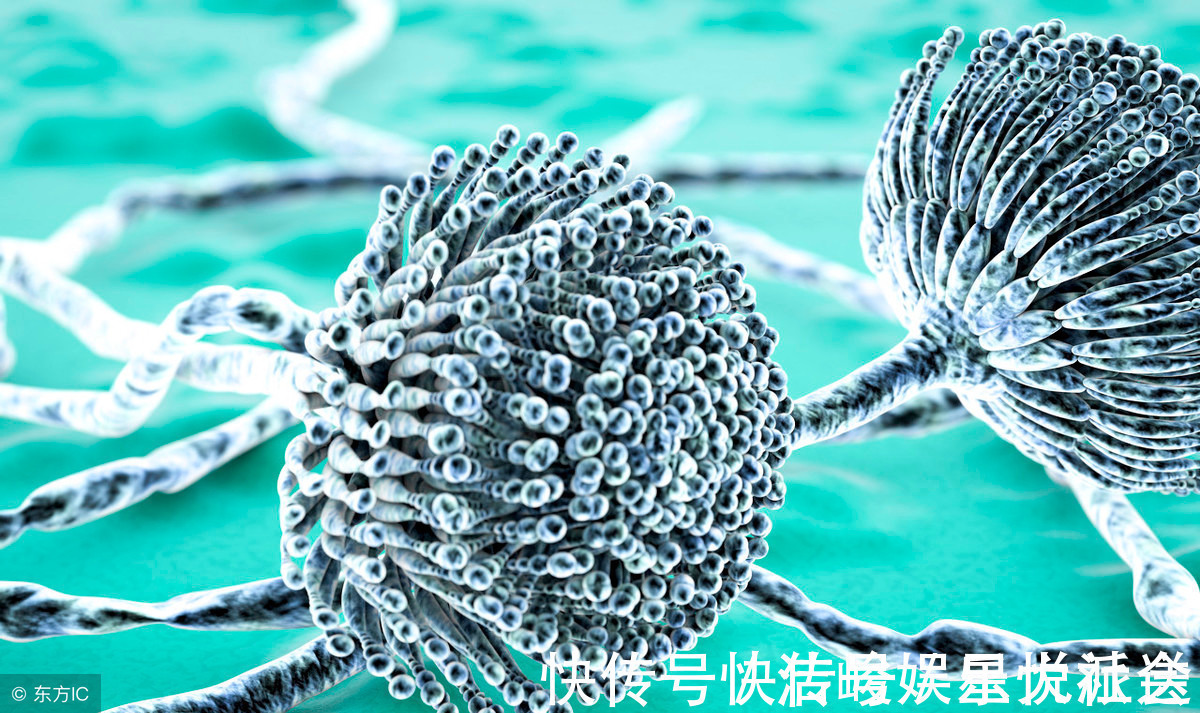 霉菌|藏在家里的“一级致癌物”,为了家人的健康,及时扔掉为好