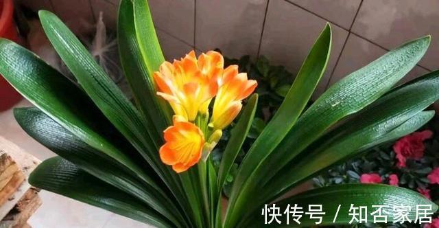 休眠期|栽培君子兰出现问题,基本是以下方面的原因,解决方案都在这里