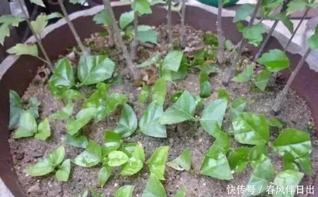 春天不会扦插?搞明白这5点,插一根枝条,就能获得一盆漂亮的花