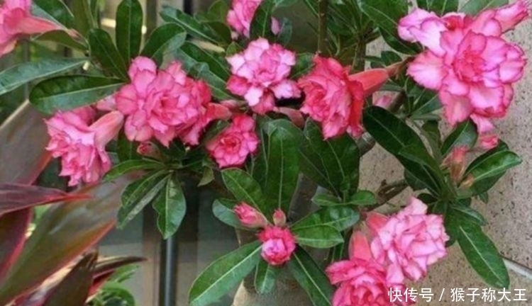 养花试试此几款,年年开花不断,花朵姿态万千,颜值超高的