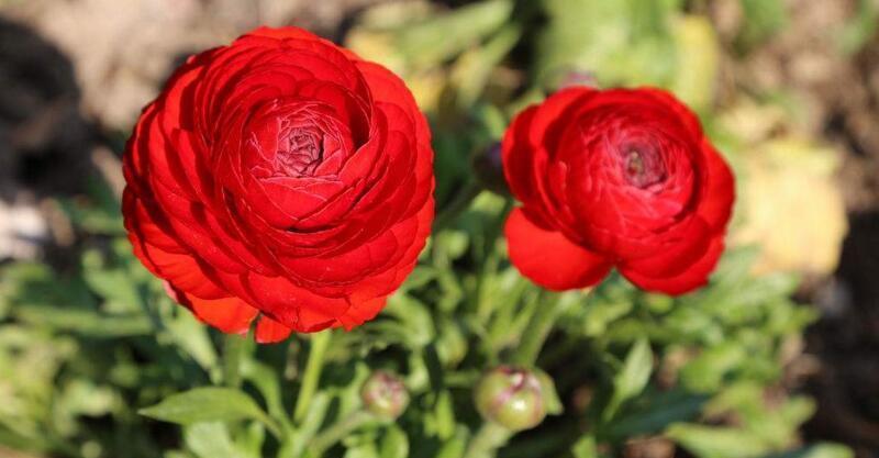 花海|农历8月2日开始，养花养个耐看的，花朵小巧玲珑，阳台开出花海