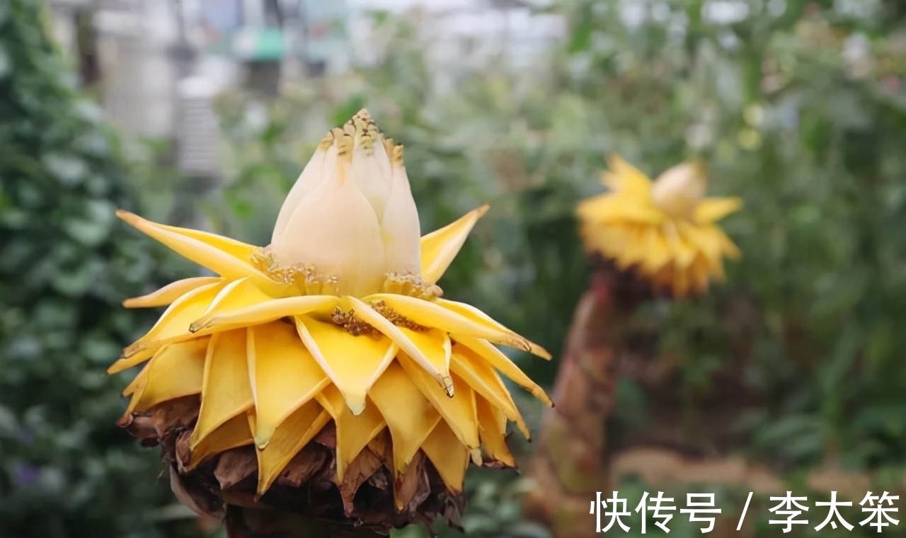 这13种花好养易活,花期还很长,喜欢的话,试着养一盆吧