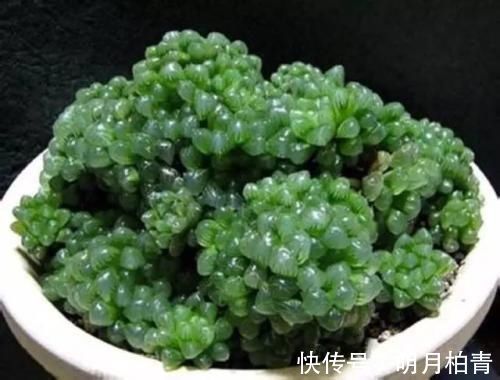 聚伞花序|3种漂亮多肉，耐热又耐晒，夏天长得更好看，姿态各异惹人爱