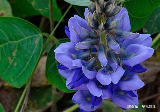此花盛开时,蓝紫色的花朵给人以清新脱俗的美感,令人赏心悦目