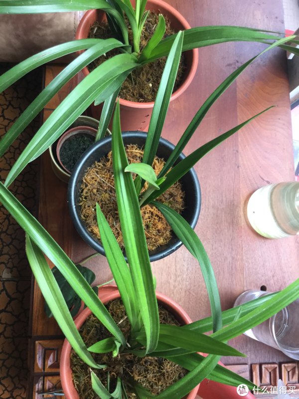 大凤素|不到一元钱买的兰花开花了!