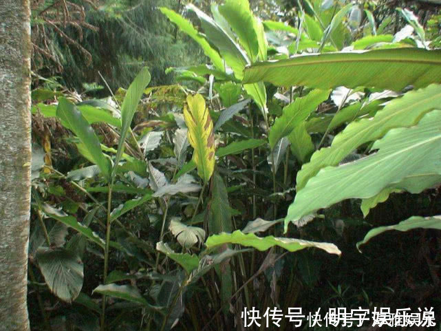 农村一种常见植物,是厨房常见的一种香料,食用价值高