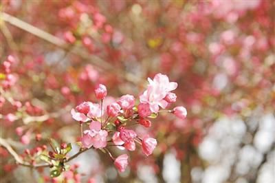 紫叶李|春和景明花枝俏