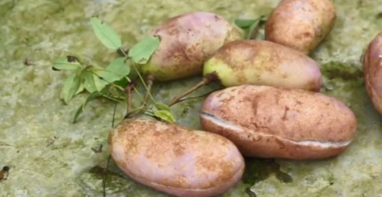 密密麻麻|农村山里一种野果批量成熟,挂在藤上密密麻麻,软糯香甜到过瘾