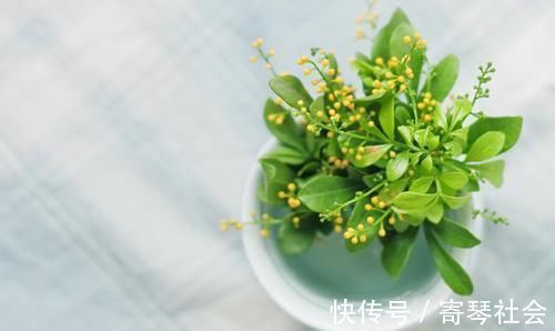 植物|用小苏打养花,竟有这么神奇的功效,让花卉植物长不停!