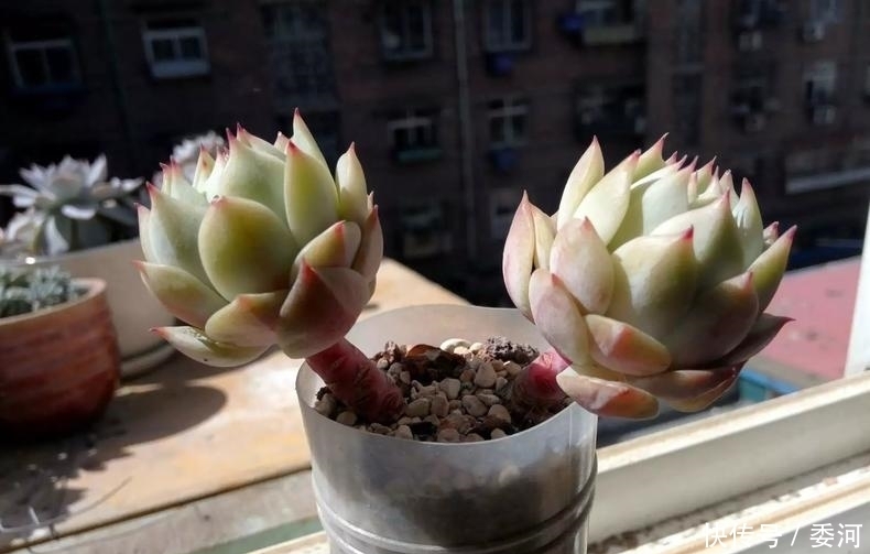 从小就喝洗米水长大的多肉,快来看看来自多肉的强势“逆袭”!