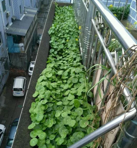 铜钱草养在这个地方,一周就爆盆,叶子能长成巴掌这么大