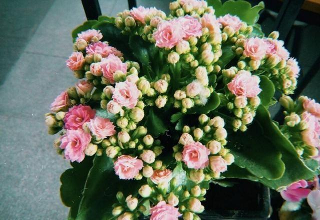 新买的长寿花，叶子肥大像“猪八戒”耳朵，越养越小，猫腻多