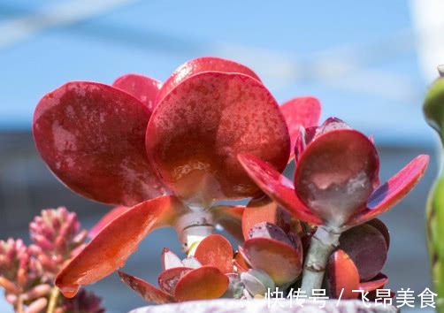 浇水量|多肉唐印怎么养告诉你3个盆栽小妙招，养出最火红多姿的唐印