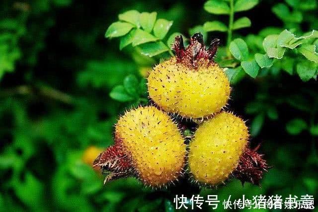 拐枣|“正在消失”的6种野果,属于纯天然绿色美食,全吃过的人并不多