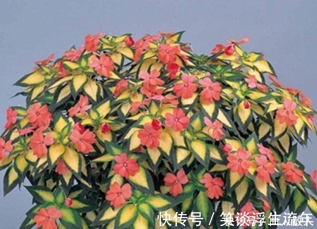 盆栽|比太阳花好看好养的盆栽，高温风雨都不怕，花开满枝，美若花仙！
