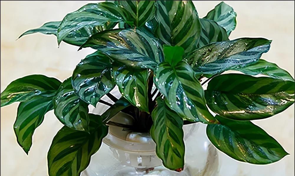 生长期|树荫下别空着,种上5种花,观叶赏花美极了,适合新手