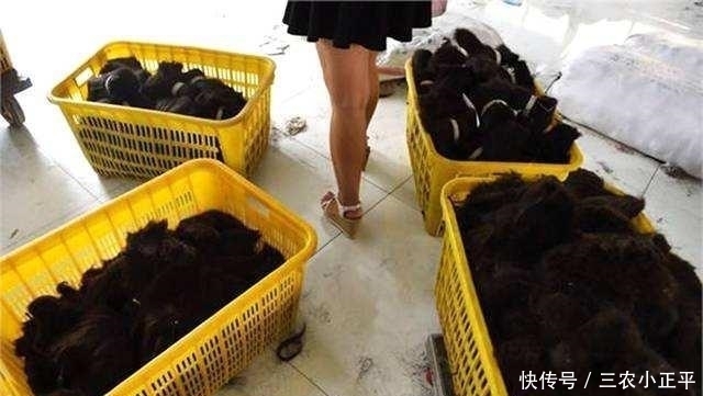 从农村高价收的头发, 最后拿来做什么了? 看完你还敢卖头发吗?