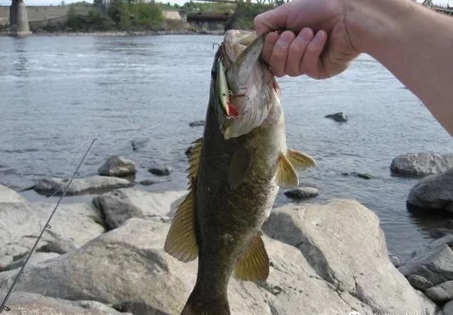 钓鱼|冬季别用蚯蚓,“3招”是钓鱼的关键,用上渔获翻2倍,越冷越上钩