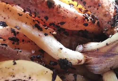 树桩|促使兰花发芽的方法,离不开3个要素,20天就见效