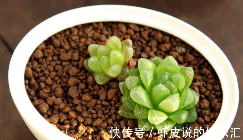 该怎么帮助“新买”的多肉服盆?10年经验的花友:搞定3点“OK”